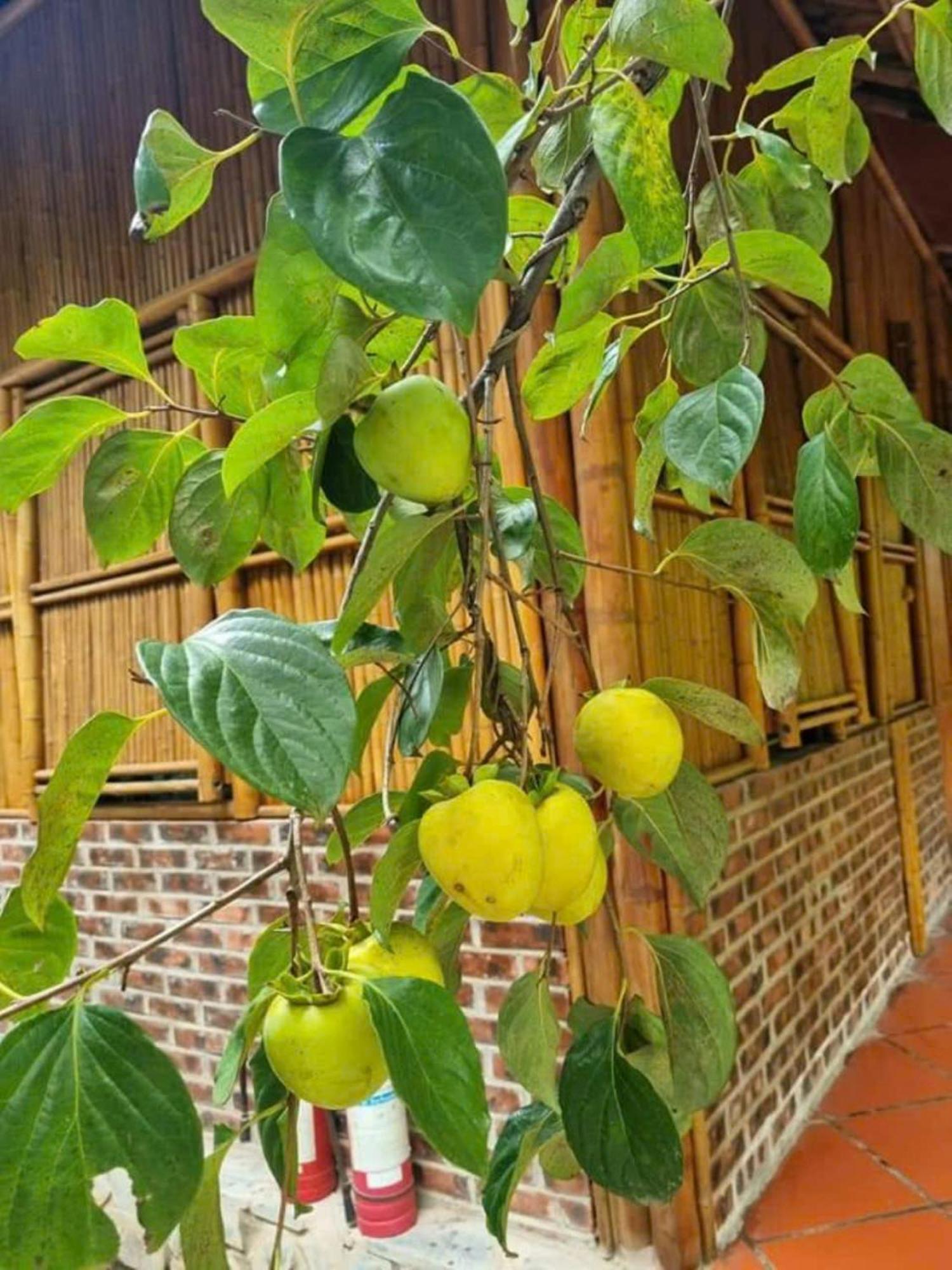 Hoalu Backpacker Homestay Ninh Bình Exteriör bild